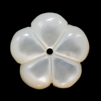 フラワーベース貝 pg-31998.jpg